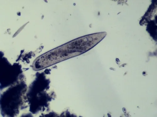 Paramecium caudatum
