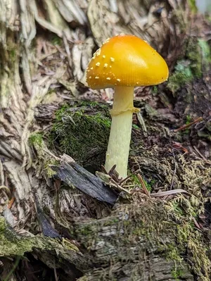 Frost's Amanita thumbnail 2