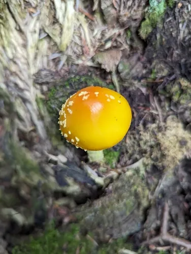 Frost's Amanita