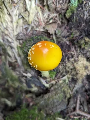 Frost's Amanita