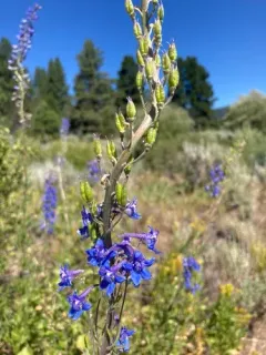 spiked larkspur thumbnail 2