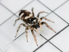 Zebra Jumping Spider thumbnail 3