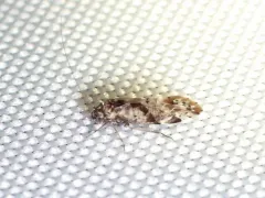 Trichadenotecnum majus thumbnail 2