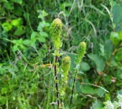 Furbish's Lousewort thumbnail 2