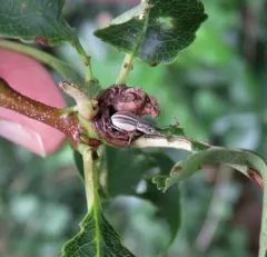 Aphrastus taeniatus thumbnail 3