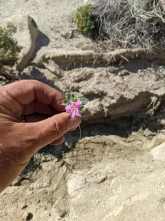 Cusick Monkeyflower thumbnail 1