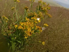 Thickleaf Ragwort thumbnail 2