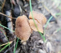 Inocybe subfulva thumbnail 2