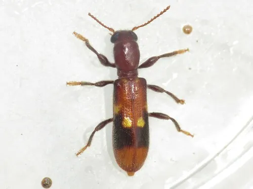 Chestnut-colored Clerid