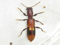Chestnut-colored Clerid thumbnail 1
