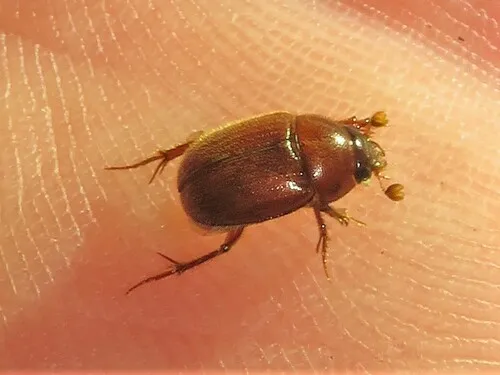 Xenochodaeus musculus