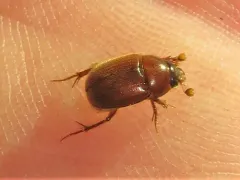 Xenochodaeus musculus thumbnail 1