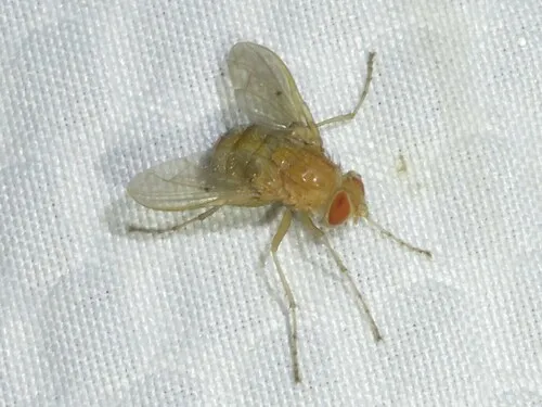 Ormia reinhardi