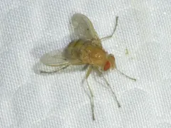 Ormia reinhardi thumbnail 1