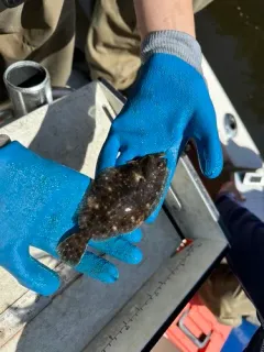 Summer Flounder thumbnail 2