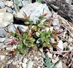 Pimpernel Willowherb thumbnail 3