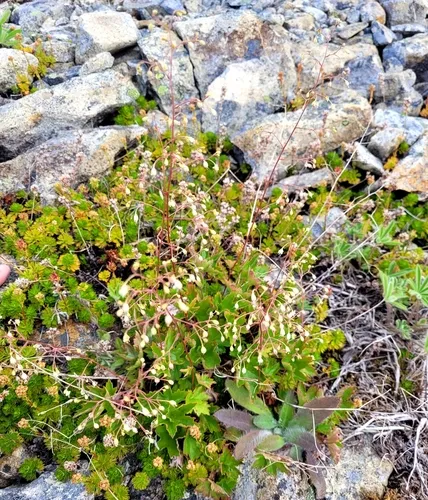 alpine alumroot