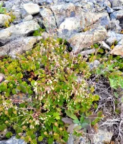 alpine alumroot thumbnail 1