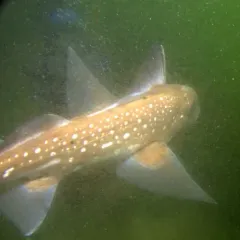 Spotted Ratfish thumbnail 3