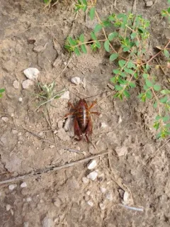 Daihinia brevipes thumbnail 4