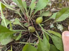 Rhopalomyia hirtipes thumbnail 4
