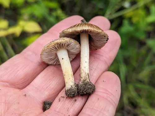 dune fibrecap