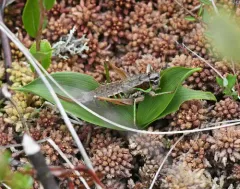 Bog Katydid thumbnail 4