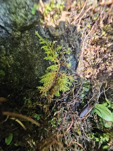 Thuidium assimile