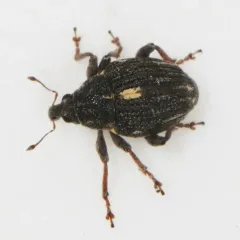 Rhinoncus leucostigma thumbnail 4