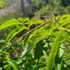 Blatchley Walkingstick thumbnail 4