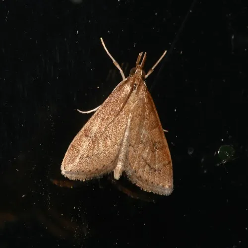 Celery Leaftier Moth