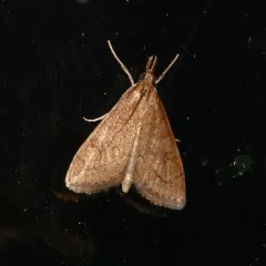Celery Leaftier Moth thumbnail 1