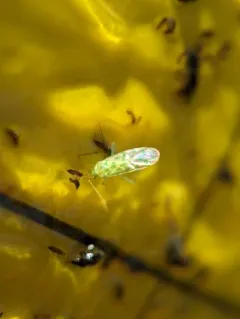 delicate apple capsid thumbnail 2