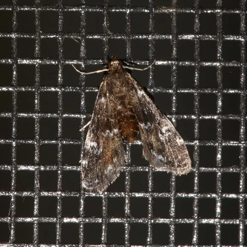 Waterlily Leafcutter Moth