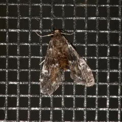 Waterlily Leafcutter Moth thumbnail 1