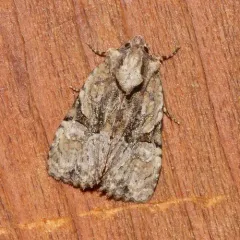 Black-banded Brocade thumbnail 2