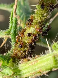 Plum-thistle Aphid thumbnail 2