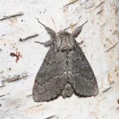 Northern Finned Prominent thumbnail 2
