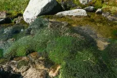 Marsh Earwort thumbnail 3