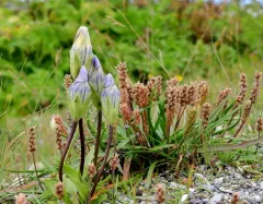 Windmill Fringed Gentian thumbnail 3