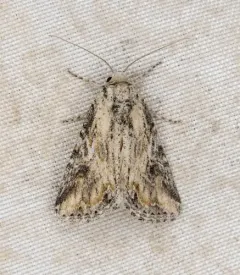 Hadenella pergentilis thumbnail 2