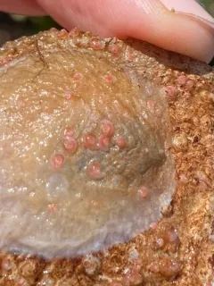 Paradexiospira vitrea thumbnail 1
