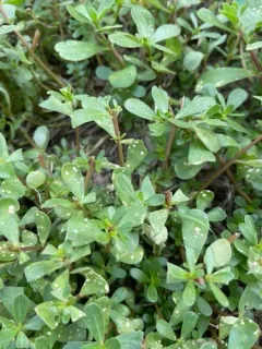 purslane white rust thumbnail 2