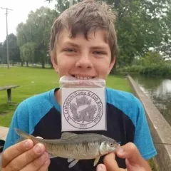 Striped Shiner thumbnail 2