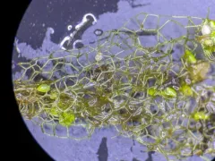 Water Net thumbnail 2