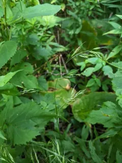 Giant Fescue thumbnail 4