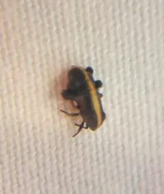 Bruchomorpha dorsata thumbnail 4