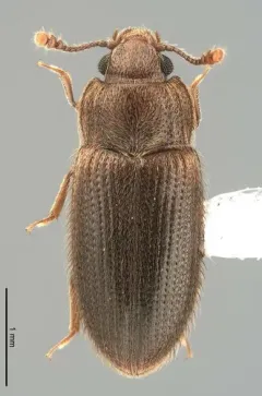 Diplocoelus brunneus thumbnail 2