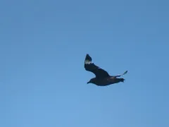 Great Skua thumbnail 4