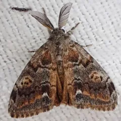 Western Tussock Moth thumbnail 3